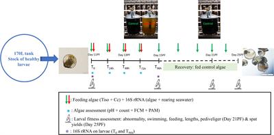 Dietary Exposure of Pacific Oyster (Crassostrea gigas) Larvae to Compromised Microalgae Results in Impaired Fitness and Microbiome Shift